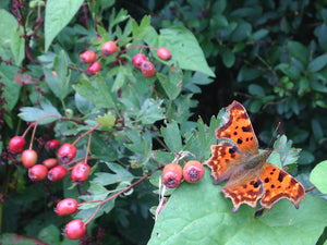 Seasonal Autumn berries and Comma Butterfly in Organically managed hedgerows at Spratton Organic Farm, Northamptonshire